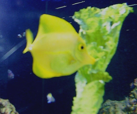 Entre um mergulho e outro, o peixinho amarelo se alimenta com alface